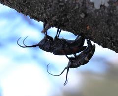 Pycnopsis brachyptera brachyptera