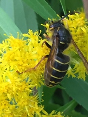 Dolichovespula media