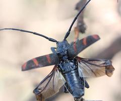 Pycnopsis brachyptera brachyptera