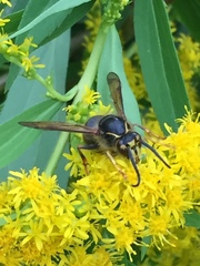 Dolichovespula media