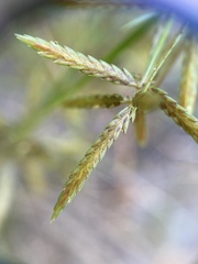 Cyperus filicinus