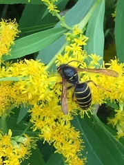 Dolichovespula media