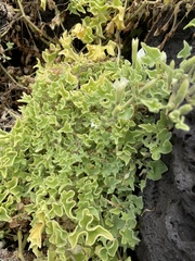 Exodeconus miersii