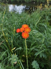 Pilosella aurantiaca