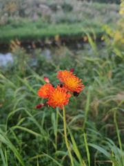 Pilosella aurantiaca