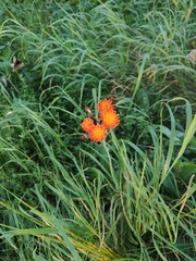 Pilosella aurantiaca
