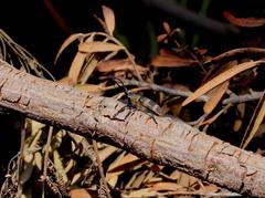 Pycnopsis brachyptera brachyptera