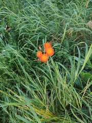 Pilosella aurantiaca