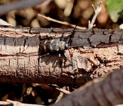 Pycnopsis brachyptera brachyptera