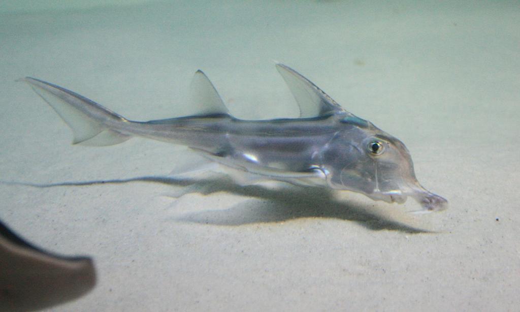 Cape Elephantfish