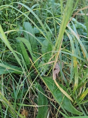 Pilosella aurantiaca