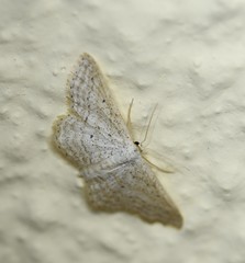 Idaea elongaria