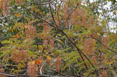 Alvaradoa amorphoides