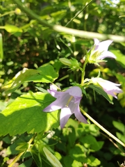Campanula latifolia
