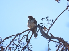 Parabuteo unicinctus unicinctus