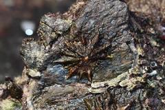 Scutellastra longicosta