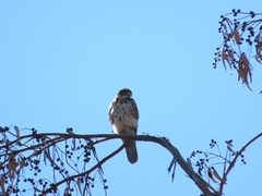 Parabuteo unicinctus unicinctus