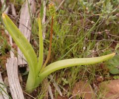 Bulbine succulenta