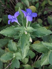 Ruellia drummondiana