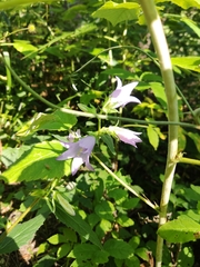 Campanula latifolia