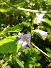 Campanula latifolia