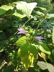 Campanula latifolia