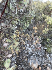 Clinopodium ganderi
