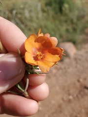 Talinum aurantiacum