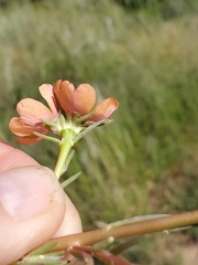 Talinum aurantiacum