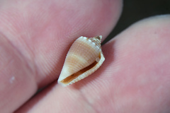Conus mus