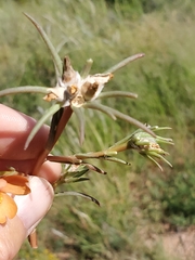 Talinum aurantiacum