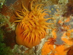 Pseudactinia flagellifera