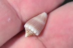 Conus mus