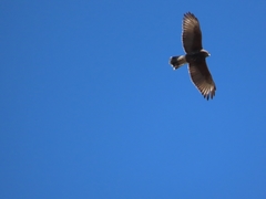 Parabuteo unicinctus unicinctus