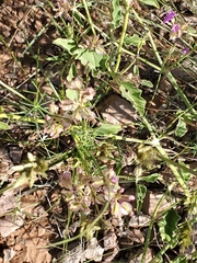 Talinum aurantiacum