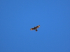 Parabuteo unicinctus unicinctus