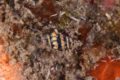 Pilsbryspira albocincta