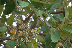Styrax argenteus