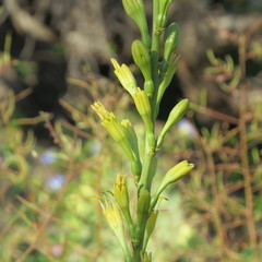 Agave schottii schottii