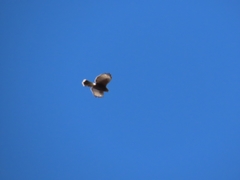 Parabuteo unicinctus unicinctus