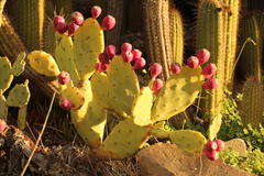 Cactoblastis cactorum