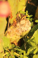 Cactoblastis cactorum