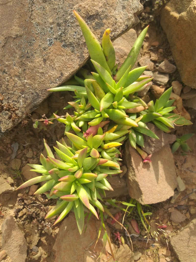 Cây ngọc bích viền đỏ – Crassula capitella
