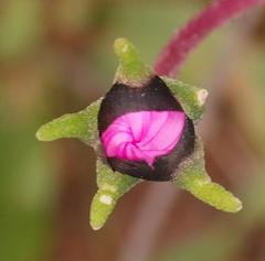 Drosanthemum longipes