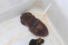 Sepia tuberculata