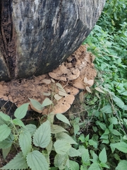Ganoderma brownii