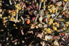 Viscum rotundifolium