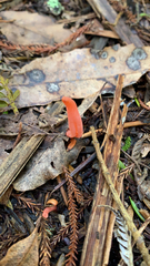 Clavulinopsis sulcata