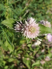 Gomphrena nitida
