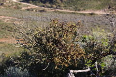 Viscum rotundifolium